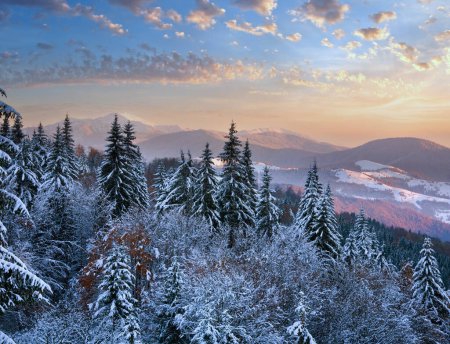Foto de Atardecer de invierno paisaje de montaña con rimas y abetos cubiertos de nieve (Cárpatos, Ucrania
) - Imagen libre de derechos
