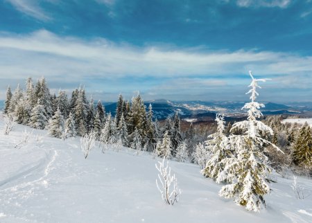 Photo for Winter calm mountain landscape with beautiful frosting trees and ski track through snowdrifts on mountain slope (Carpathian Mountains, Ukraine) - Royalty Free Image
