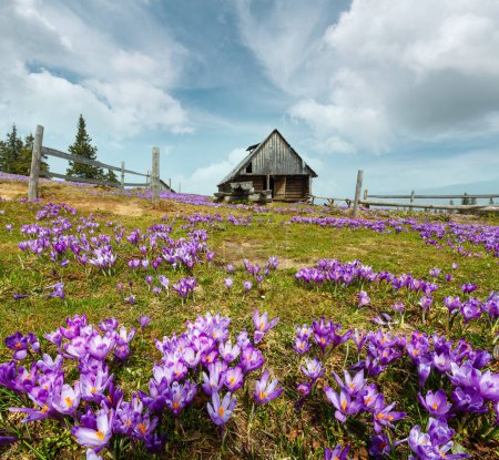 Foto de Floración colorida púrpura Crocus heuffelianus (Crocus vernus) flores alpinas en la meseta montañosa de los Cárpatos de primavera. Una distorsión amplia de la lente. Hermoso paisaje conceptual de primavera o principios de verano. - Imagen libre de derechos