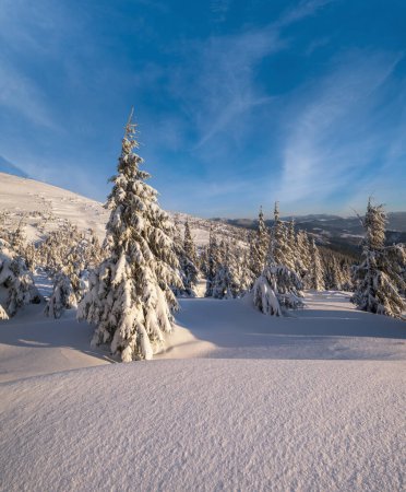 Foto de Sunrise esquí de montaña freeride pistas y bosques de abetos cerca de la estación alpina. - Imagen libre de derechos