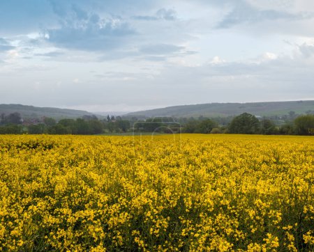 Photo for Spring yellow flowering rapeseed fields, cloudy pre-thunderstorm rainy sky and green hills. Natural seasonal, climate, weather, eco, farming, rural countryside beauty concept. - Royalty Free Image