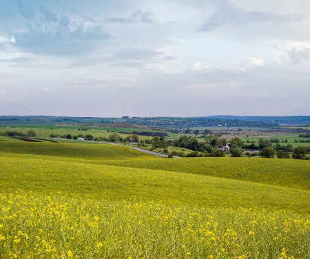 Photo for Spring evening view with rapeseed yellow blooming fields in sunlight with cloud shadows. Natural seasonal, good weather, climate, eco, farming, countryside beauty concept. - Royalty Free Image