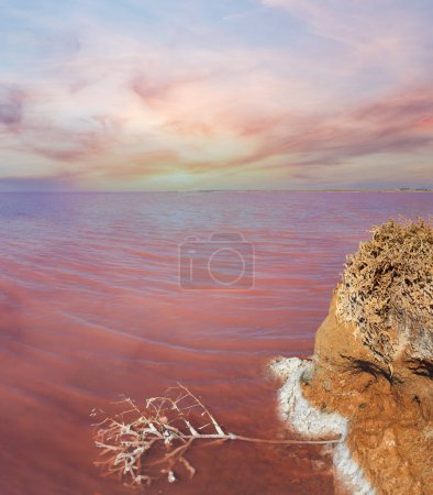 Foto de Superficie de agua de color rosa extremadamente salado Syvash Lake, coloreado por microalgas. Y una pequeña planta muerta cubierta de sal cristalina. Ucrania, región de Kherson, cerca de Crimea y Arabat Spit
. - Imagen libre de derechos