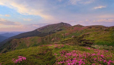 Téléchargez les photos : Rose rose fleurs de rhododendron (en face) sur la pente de montagne d'été et Pip Ivan Mont pic derrière. Carpates, Chornohora, Ukraine
. - en image libre de droit