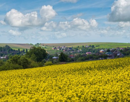 Photo for Road through spring rapeseed yellow blooming fields view, sky with clouds in sunlight. Natural seasonal, good weather, climate, eco, farming, countryside beauty concept. - Royalty Free Image