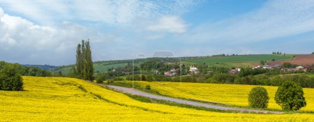 Photo for Road through spring rapeseed yellow blooming fields panoramic view, blue sky with clouds in sunlight. Natural seasonal, good weather, climate, eco, farming, countryside beauty concept. - Royalty Free Image