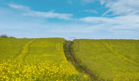 Photo for Small young deer on dirty road through spring rapeseed yellow blooming fields. Natural seasonal, good weather, climate, eco, farming, countryside and animal beauty concept. - Royalty Free Image
