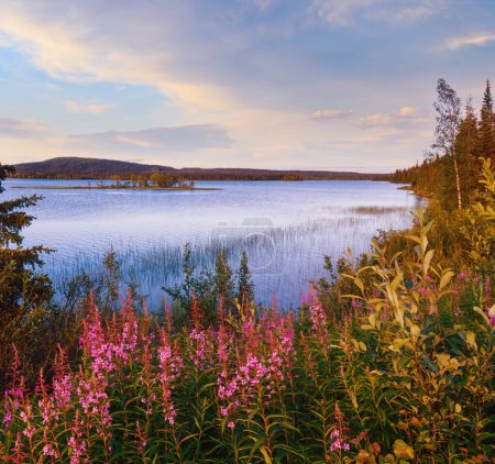 Foto de Lago vista de verano con flores de color rosa en frente (Suecia
). - Imagen libre de derechos
