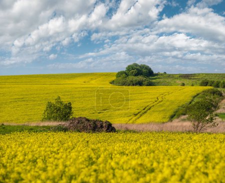 Foto de Primavera colza amarilla campos florecientes vista, cielo azul con nubes en la luz del sol. Estacional natural, buen tiempo, clima, eco, agricultura, concepto de belleza rural. - Imagen libre de derechos
