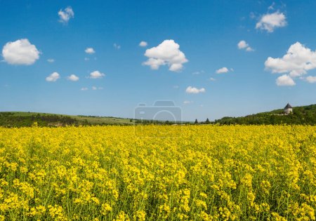 Primavera colza amarilla campos florecientes vista, cielo azul con nubes en la luz del sol. Torre Pyatnychany (estructura de defensa, siglo XV) en pendiente de colina lejana.