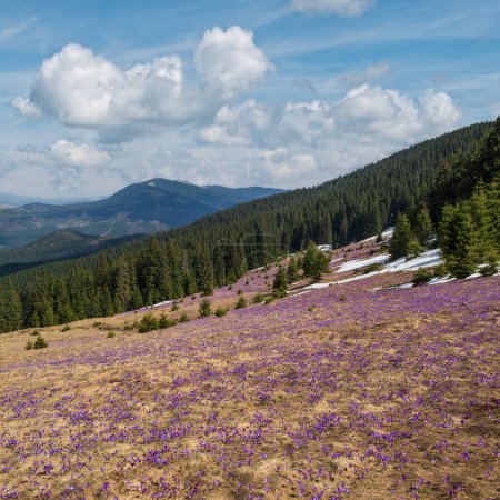 Foto de Flor violeta púrpura Crocus heuffelianus (Crocus vernus) flores alpinas en primavera meseta montañosa de los Cárpatos, Ucrania. - Imagen libre de derechos