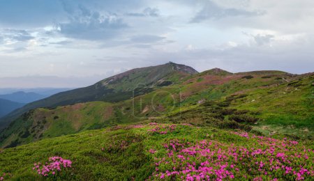 Téléchargez les photos : Rose rose fleurs de rhododendron (en face) sur la pente de montagne d'été et Pip Ivan Mont pic derrière. Carpates, Chornohora, Ukraine
. - en image libre de droit