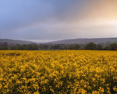 Photo for Spring yellow flowering rapeseed fields, cloudy pre-thunderstorm rainy sky and green hills. Natural seasonal, climate, weather, eco, farming, rural countryside beauty concept. - Royalty Free Image