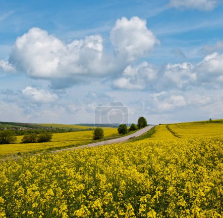 Photo for Road through spring rapeseed yellow blooming fields view, blue sky with clouds in sunlight. Natural seasonal, good weather, climate, eco, farming, countryside beauty concept. - Royalty Free Image