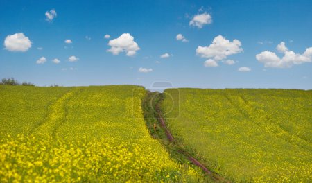 Photo for Small young deer on dirty road through spring rapeseed yellow blooming fields. Natural seasonal, good weather, climate, eco, farming, countryside and animal beauty concept. - Royalty Free Image