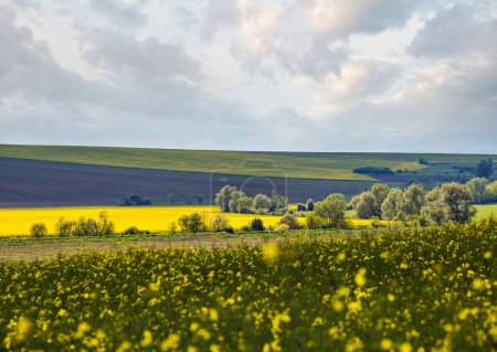 Photo for Spring countryside view with rapeseed yellow blooming fields, groves, hills. Ukraine, Lviv Region. - Royalty Free Image