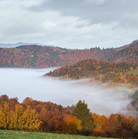Téléchargez les photos : Nuage brumeux du matin dans la campagne montagneuse d'automne. Ukraine, montagnes des Carpates, Transcarpathie. Calme voyage pittoresque, saisonnier, nature et campagne concept beauté scène. - en image libre de droit