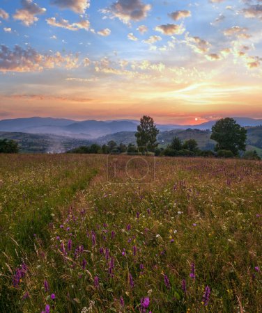 Téléchargez les photos : Crépuscule d'été pittoresque prairies de montagne des Carpates. Abondance de végétation et de belles fleurs sauvages. - en image libre de droit