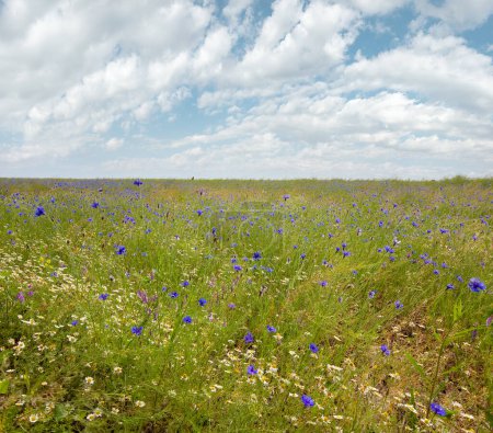 Hermoso campo de verano con margarita blanca y flores de knapweed azul
.