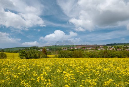 Photo for Spring rapeseed yellow blooming fields view, blue sky with clouds in sunlight. Natural seasonal, good weather, climate, eco, farming, countryside beauty concept. - Royalty Free Image