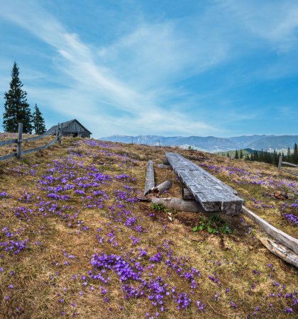 Flor violeta púrpura Crocus heuffelianus (Crocus vernus) flores alpinas en primavera meseta montañosa de los Cárpatos, Ucrania.