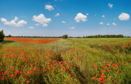 Téléchargez les photos : Beau paysage de printemps de campagne ukrainienne avec champ de blé et fleurs de pavot rouge, Ukraine, journée ensoleillée, ciel bleu avec nuages. - en image libre de droit