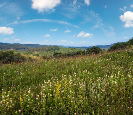Téléchargez les photos : Été pittoresque prairies de montagne des Carpates. Abondance de végétation et de belles fleurs sauvages. - en image libre de droit