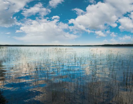 Foto de Verano apresurado vista al lago con algunas plantas en la superficie del agua - Imagen libre de derechos
