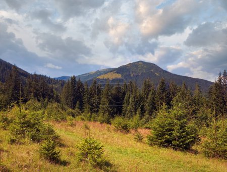 Photo for Summer mountain view with glade and conifer forest - Royalty Free Image
