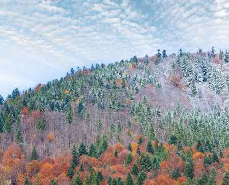 Photo for Sunny autumn mountain forest and first autumn frost on trees top (on mountainside). - Royalty Free Image