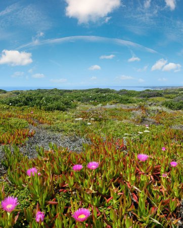 Summer blossoming shore with pink Carpobrotus flowers (known as pigface, ice plant).