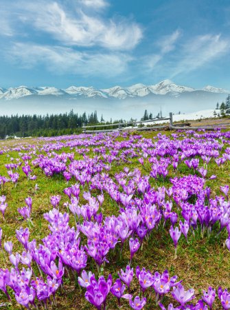 Téléchargez les photos : Fleurs alpines violettes Crocus heuffelianus (Crocus vernus) en fleurs colorées sur la vallée du plateau montagneux des Carpates, Ukraine, Europe. Beau paysage conceptuel de printemps. - en image libre de droit