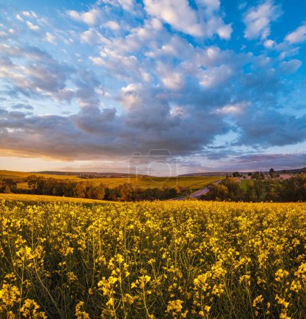 Photo for Spring sunset rapeseed yellow blooming fields view, blue sky with clouds in evening sunlight. Natural seasonal, good weather, climate, eco, farming, countryside beauty concept. - Royalty Free Image