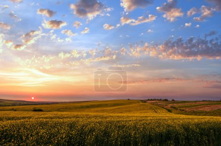 Photo for Spring sunset rapeseed yellow blooming fields view, blue sky with clouds in evening sunlight. Natural seasonal, good weather, climate, eco, farming, countryside beauty concept. - Royalty Free Image
