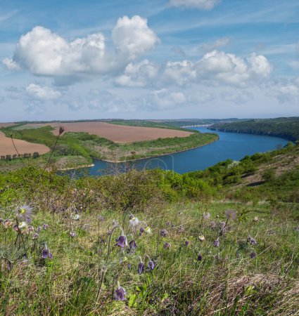 Increíble vista primaveral del cañón del río Dnister con patentes de Pulsatilla o flores de Crocus de pradera o Pasque. Este lugar llamado Shyshkovi Gorby, Nahoriany, región de Chernivtsi, Ucrania.