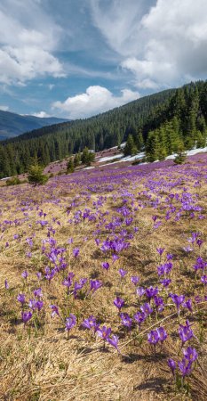 Photo for Blooming purple violet Crocus heuffelianus (Crocus vernus) alpine flowers on spring Carpathian mountain plateau, Ukraine. - Royalty Free Image