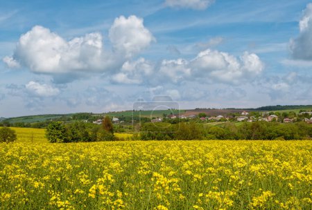 Champ de colza printanier jaune fleuri vue, ciel bleu avec nuages au soleil. Naturel saisonnier, beau temps, climat, éco, agriculture, campagne concept beauté.