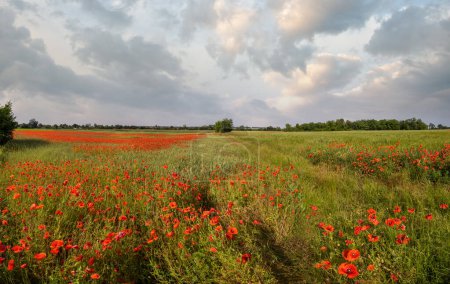 Foto de Hermoso paisaje de primavera de la campiña ucraniana con campo de trigo y flores de amapola roja, Ucrania, día soleado, cielo azul con nubes. - Imagen libre de derechos