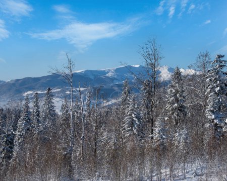 Photo for Winter picturesque Svydovets  massiv mountains scenery view from Yablunytsia pass, Carpathians, Ukraine. - Royalty Free Image