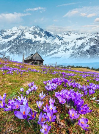 Téléchargez les photos : Fleurs alpines violettes Crocus heuffelianus (vernus) en fleurs sur le plateau montagneux printanier. Image composite verticale haute résolution avec une profondeur de champ considérable
. - en image libre de droit
