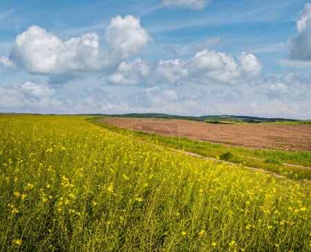 Photo for Spring rapeseed yellow blooming fields view, blue sky with clouds in sunlight. Natural seasonal, good weather, climate, eco, farming, countryside beauty concept. - Royalty Free Image