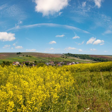 Photo for Spring rapeseed yellow blooming fields panoramic view, blue sky with clouds in sunlight. Natural seasonal, good weather, climate, eco, farming, countryside beauty concept. - Royalty Free Image