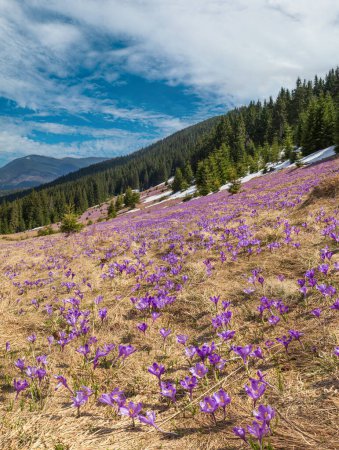 Blooming purple violet Crocus heuffelianus (Crocus vernus) alpine flowers on spring Carpathian mountain plateau, Ukraine.