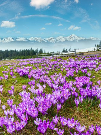 Bunt blühende lila Crocus heuffelianus (Crocus vernus) Alpenblumen auf Frühling Karpaten-Hochebene Tal, Ukraine, Europa. Schöne konzeptionelle Frühlingslandschaft.