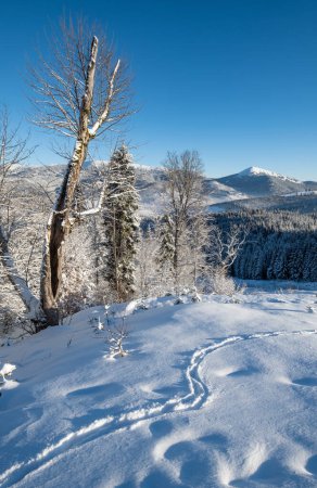Téléchargez les photos : Hiver pittoresque Gorgany massif vue sur les montagnes du col de Yablunytsia, Carpates, Ukraine. - en image libre de droit