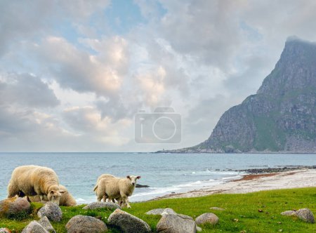 Troupeau de moutons près de la plage Haukland. Vue dégagée d'été. Norvège, Lofoten
.