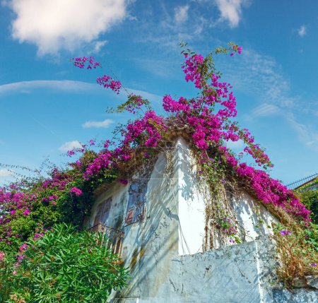 Foto de Antigua casa con árbol floreciente en el techo - Imagen libre de derechos