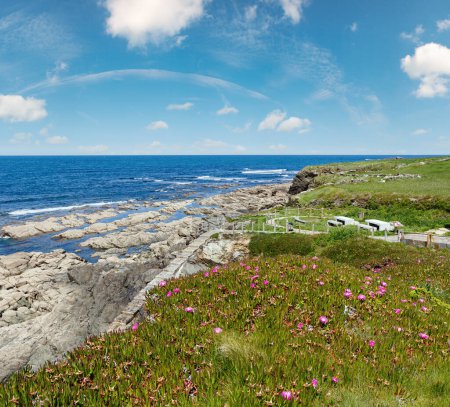 Paysage côtier atlantique fleuri d'été avec des fleurs roses (Espagne
).