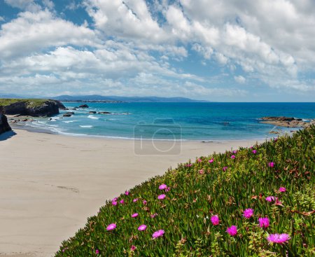 Summer blossoming Atlantic beach Illas (Galicia, Spain) with white sand and pink flowers in front.