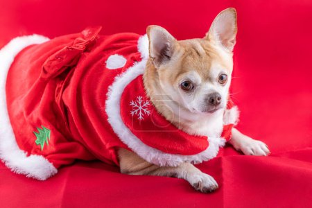 Téléchargez les photos : Plan studio d'une tête de cerf chihuahua portant une robe de Noël sur fond rouge - en image libre de droit